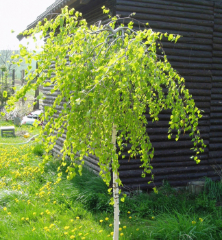 Hnge-Birke 'YOUNGII' auf Stamm 120 cm, Cont. 7,5 l
