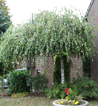 H�nge-Birke 'YOUNGII' auf Stamm 180 cm, Cont. 15 l