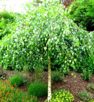 H�nge-Birke 'YOUNGII' auf Stamm 120 cm, Cont. 5 l