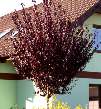 Zierpflaume 'NIGRA' auf Stamm 150 cm, Cont. 12 l