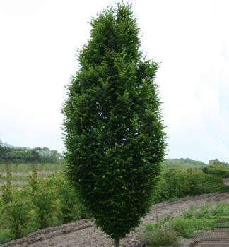 Hainbuche 'FASTIGIATA' 100-120 cm, Cont. 2 l