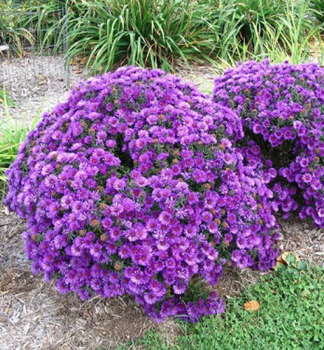 Kissen-Aster WOODS PURPLE Cont. 0,5 l