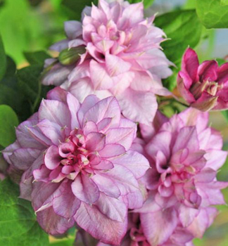 Clematis INNOCENT GLANCE 40-50 cm, Cont. 1,6 l, Pflanze mit Rankhilfen