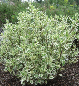 Hartriegel 'IVORY HALLO�' 10-15 cm, Cont. 1 l