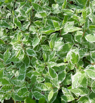 Obr�zok (6)
