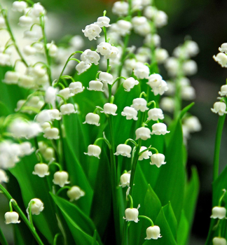 Zwiebeln, Maigl�ckchen, Packungsinhalt 5 St