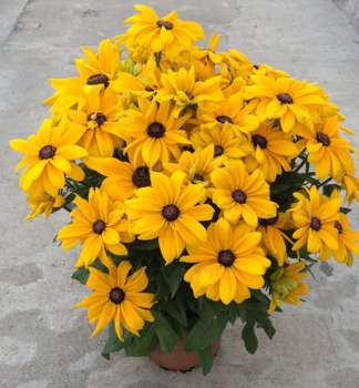 Sonnenhut (Rudbeckia) SUNBECKIA PAULINA Cont. 0,5 l