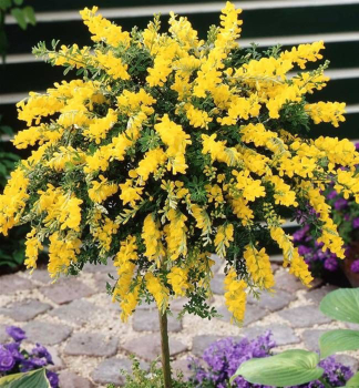 Besenginster 'GOLDEN SUNLIGHT' auf Stamm 60 cm, Cont. 5 l