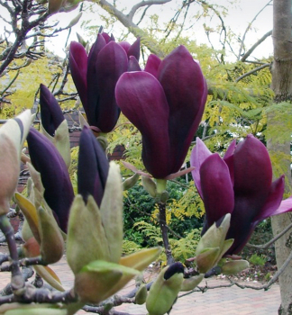 Magnolie BLACK BEAUTY 30-40 cm, Cont. 2 l