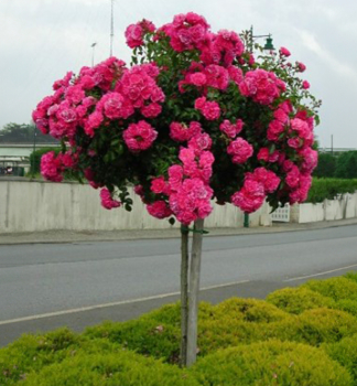 Stammrose MEINTRAUM berhngend, auf Stamm 110 cm, Cont. 7,5 l