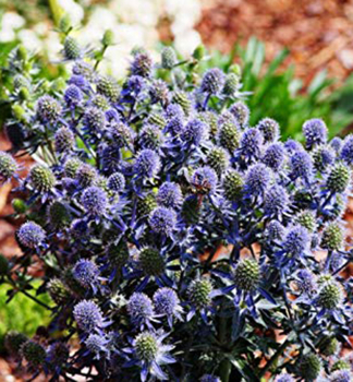 Edeldistel BLAUER ZWERG Cont. 1 l