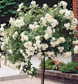 Stammrose 'SWEN' berhngend, auf Stamm 110 cm, Cont. 7,5 l