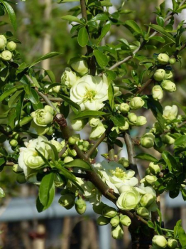 Obr�zok (1)