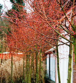 Winterlinde 'WINTER ORANGE' 200-220 cm, Cont. 20 l