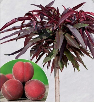 Mini-Pfirsich HONEY RED podp. Rakoniev., 60-80 cm, Cont. 4 l