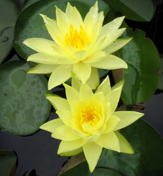 Seerose JOEY TOMOCIK Cont. 1 l