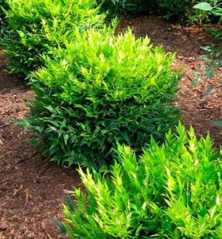 Himmelsbambus LEMON LIME 20-30 cm, Cont. 2 l