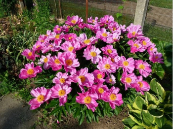 Pfingstrose �NYMPHE�, Cont. 1 l