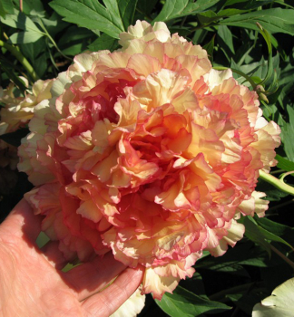 Strauch-Pfingstrose �JIN GE�, Cont. 1 l