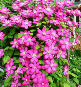 Clematis 'VILLE DE LYON' 40-50 cm, Cont. 2 l