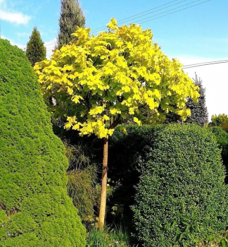 Spitzahorn GOLDEN GLOBE auf Stamm 180 cm, Cont. 15 l
