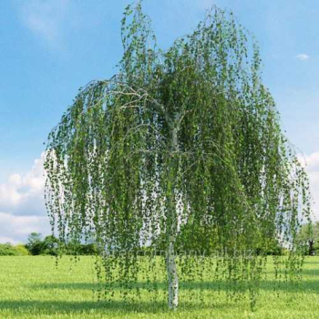 Himalaya-Birke 'LONG TRUNK' auf Stamm 180 cm, Cont. 15 l