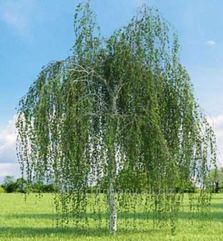Himalaya-Birke 'LONG TRUNK' auf Stamm 180 cm, Cont. 15 l