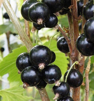 Johannisbeere �BEN SAREK� 40-50 cm, cont. 2 l