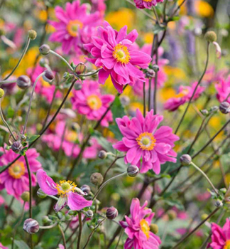 Anemone BRESSINGHAM GLOW Cont. 0,5 l