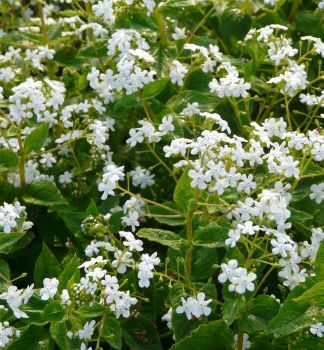 Obrzok (2)