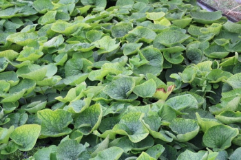 Obrzok (4)