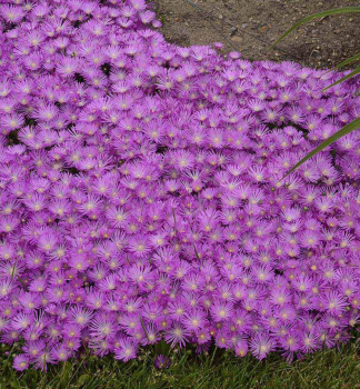 Mittagsblume SUNDELLA LAVENDER Cont. 0,5 l