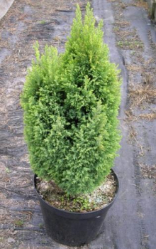 Chamaecyparis lawsoniana ELLWOODS GOLD v ndobe