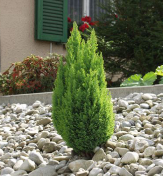 Lawsons Scheinzypresse ELLWOODS GOLD 40-50 cm, Cont. 2 l
