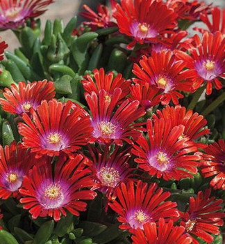 Mittagsblume SUNDELLA RED Cont. 0,5 l