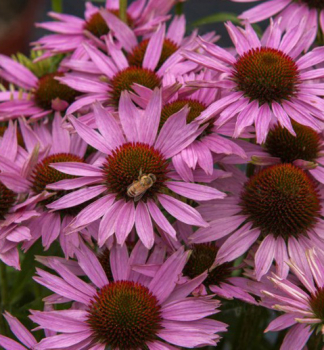 Sonnenhut (Echinacea) FOUNTAIN LIGHT PURPLE Cont. 0,5 l