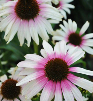 Sonnenhut (Echinacea) FOUNTAIN PINK EYE Cont. 0,5 l
