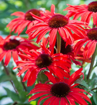 Sonnenhut (Echinacea) FOUNTAIN RED Cont. 0,5 l