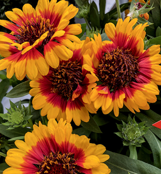 Kokardenblume SPINTOPRED STARBUST Cont. 0,5 l