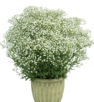Polster-Schleierkraut 'FESTIVAL WHITE FLARE' Cont. 0,5 l