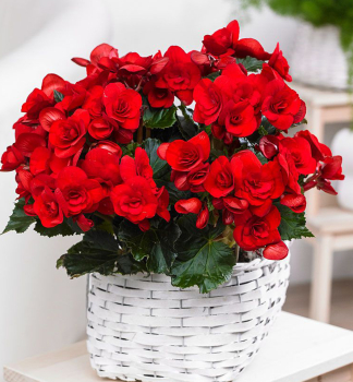 Elatior-Begonie �BALADIN�, Cont. 0,5 l