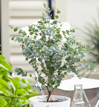Eukalypten 'BABY BLUE' 15-20 cm, Cont. 0,5 l