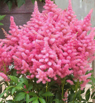 Prachtspiere 'RASPBERRY' Cont. 1,5 l