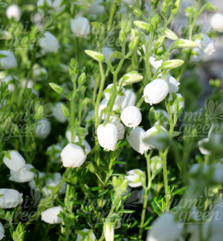 Obr�zok (3)