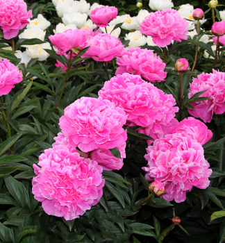 Pfingstrose 'ALEXANDER FLAMING', Cont. 1,5 l