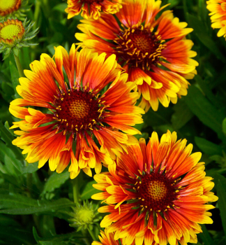 Kokardenblume SPINTOP MARIACHI COPPER SUN Cont. 0,5 l