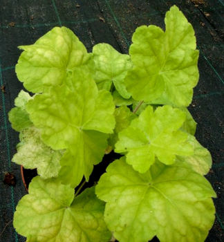 Obrzok (3)