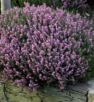 Winterbl�hende Heide 'J.W. PORTER' Cont. 0,5 l