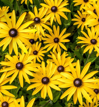 Sonnenhut (Rudbeckia) FOREVER GOLD Cont. 0,5 l