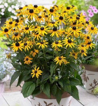 Sonnenhut (Rudbeckia) �LITTLE GOLDSTAR� Cont. 0,5 l